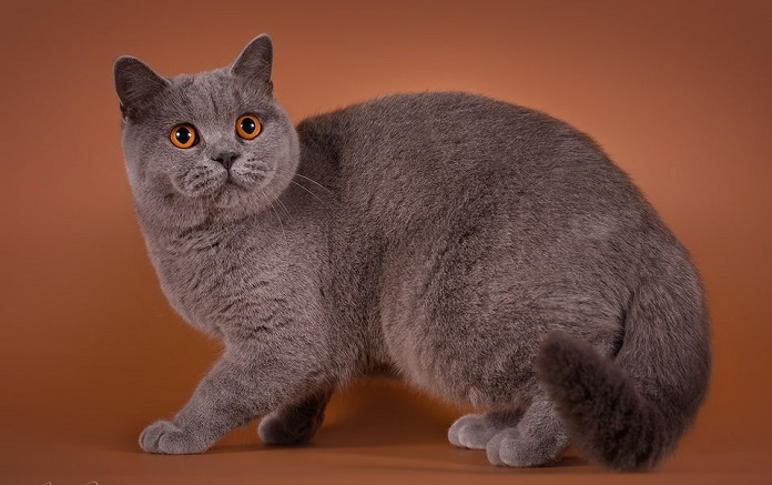 most expensive cat breeds