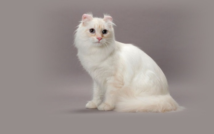 American Curl