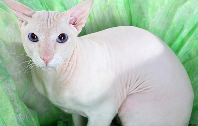 Peterbald