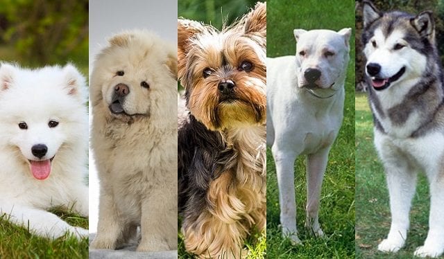 Most Expensive Dogs Most Expensive Dogs