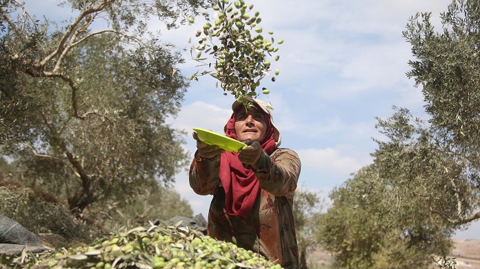 Olive Harvest in West Bank, Palestine 