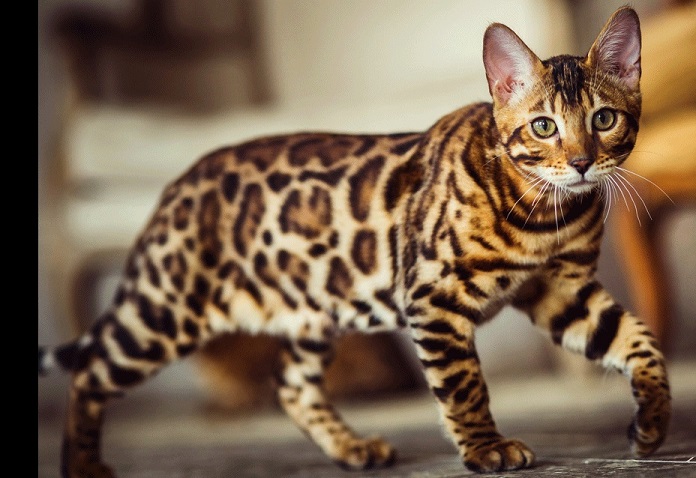 Bengal