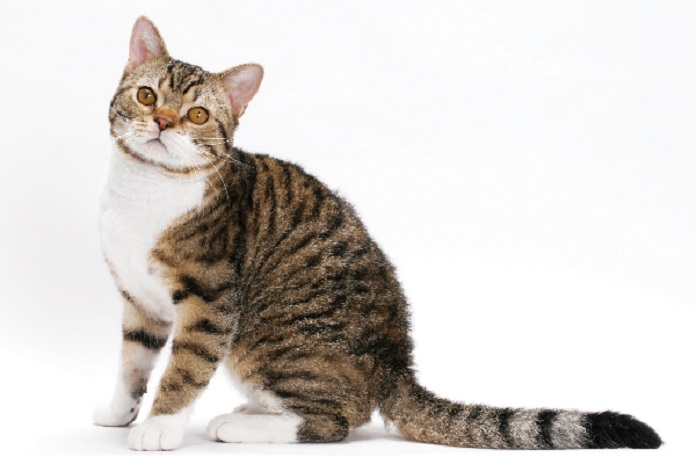 American Wirehair